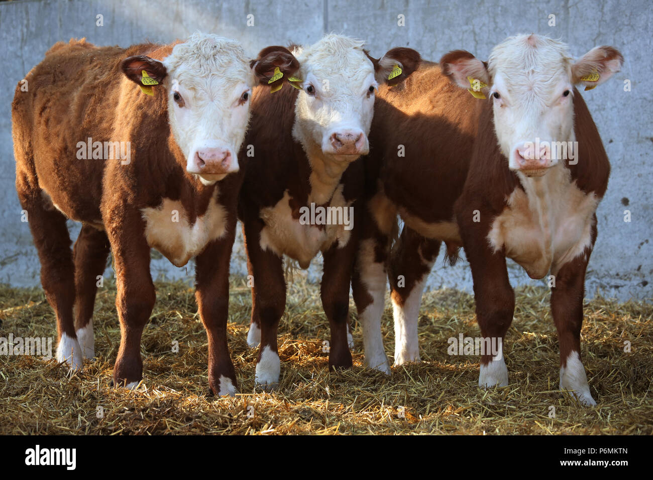Graditz, Germania - bovini guardare attentamente il visualizzatore Foto Stock