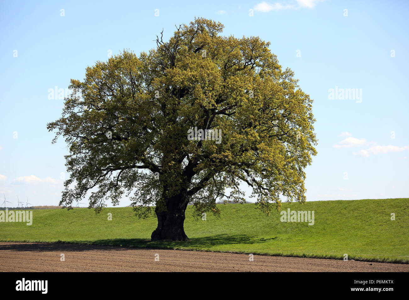 Graditz, Germania - quercia Foto Stock