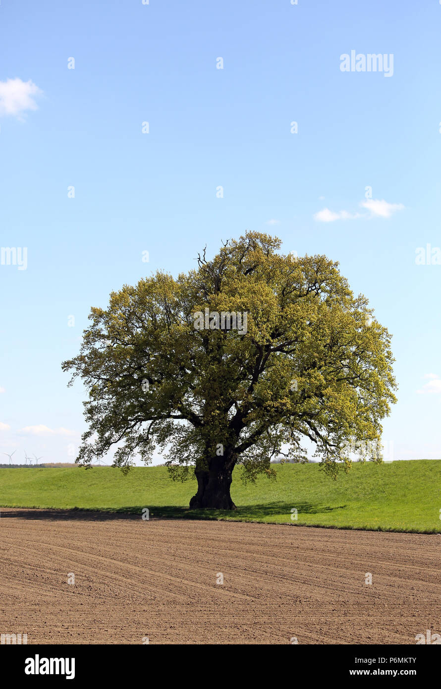 Graditz, Germania - quercia Foto Stock
