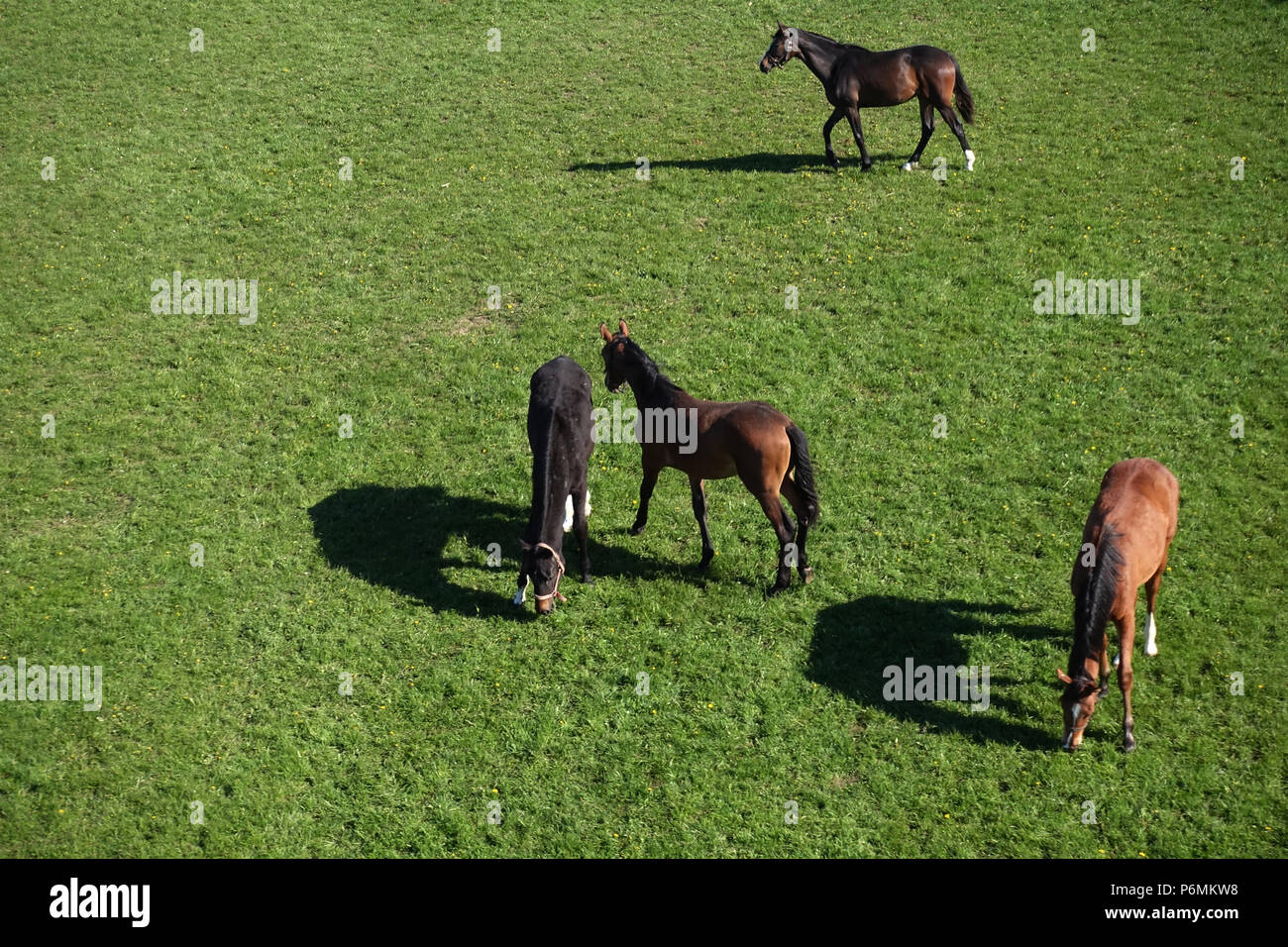 Graditz chiodati, Bird's-eye, cavalli in un pascolo Foto Stock