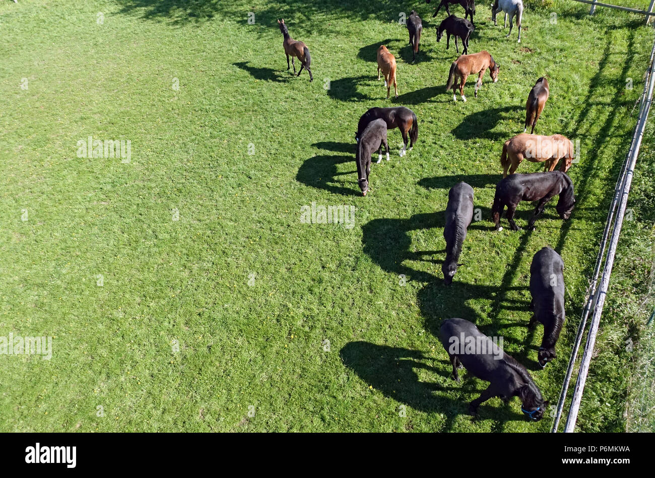 Graditz chiodati, Bird's-eye, cavalli in un pascolo Foto Stock