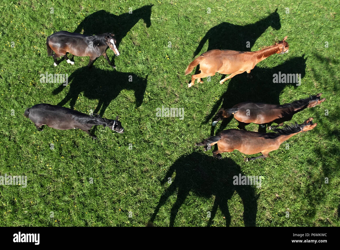 Graditz chiodati, Bird's-eye, cavalli in un pascolo Foto Stock