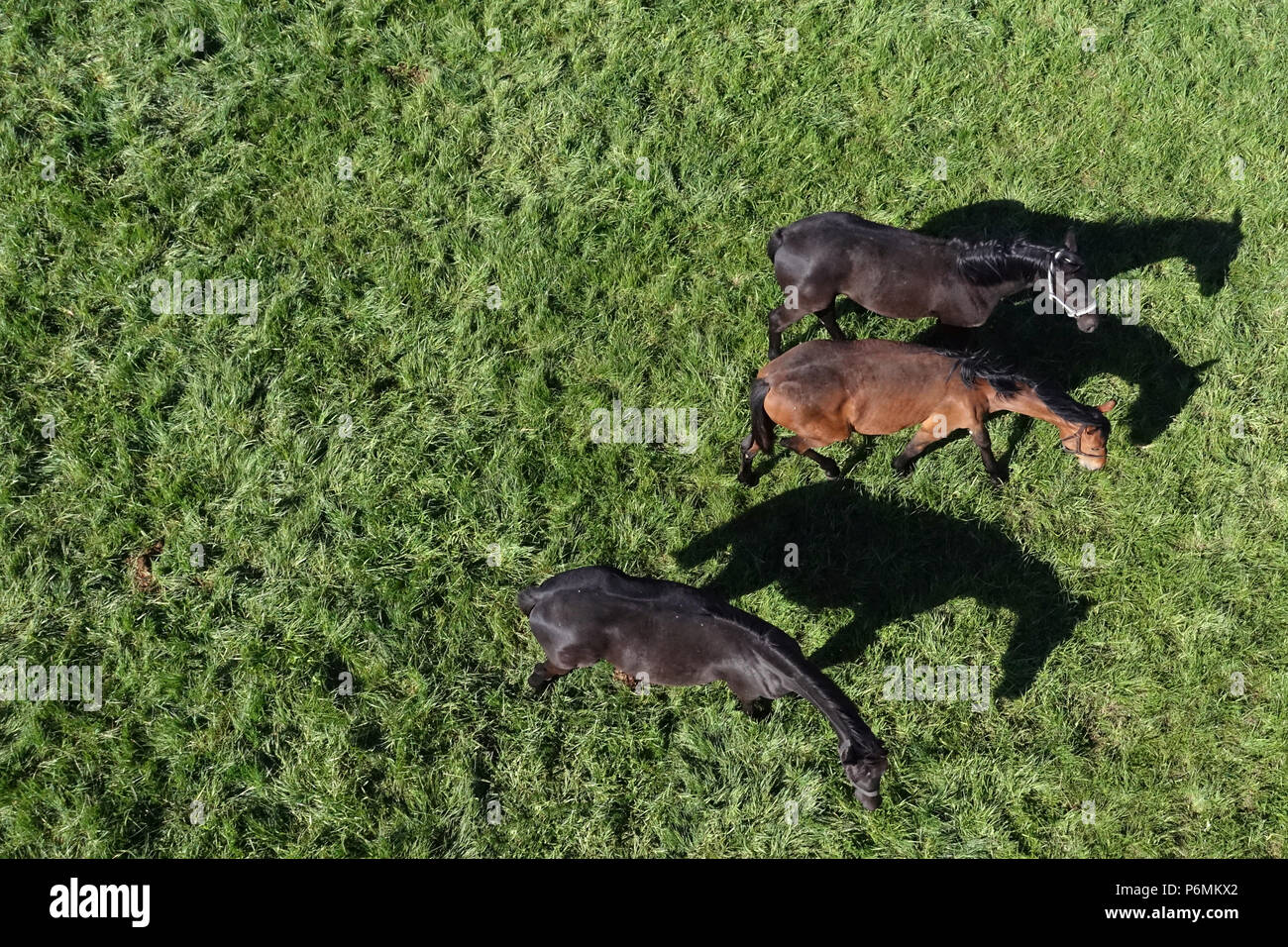 Graditz chiodati, Bird's-eye, cavalli in un pascolo Foto Stock