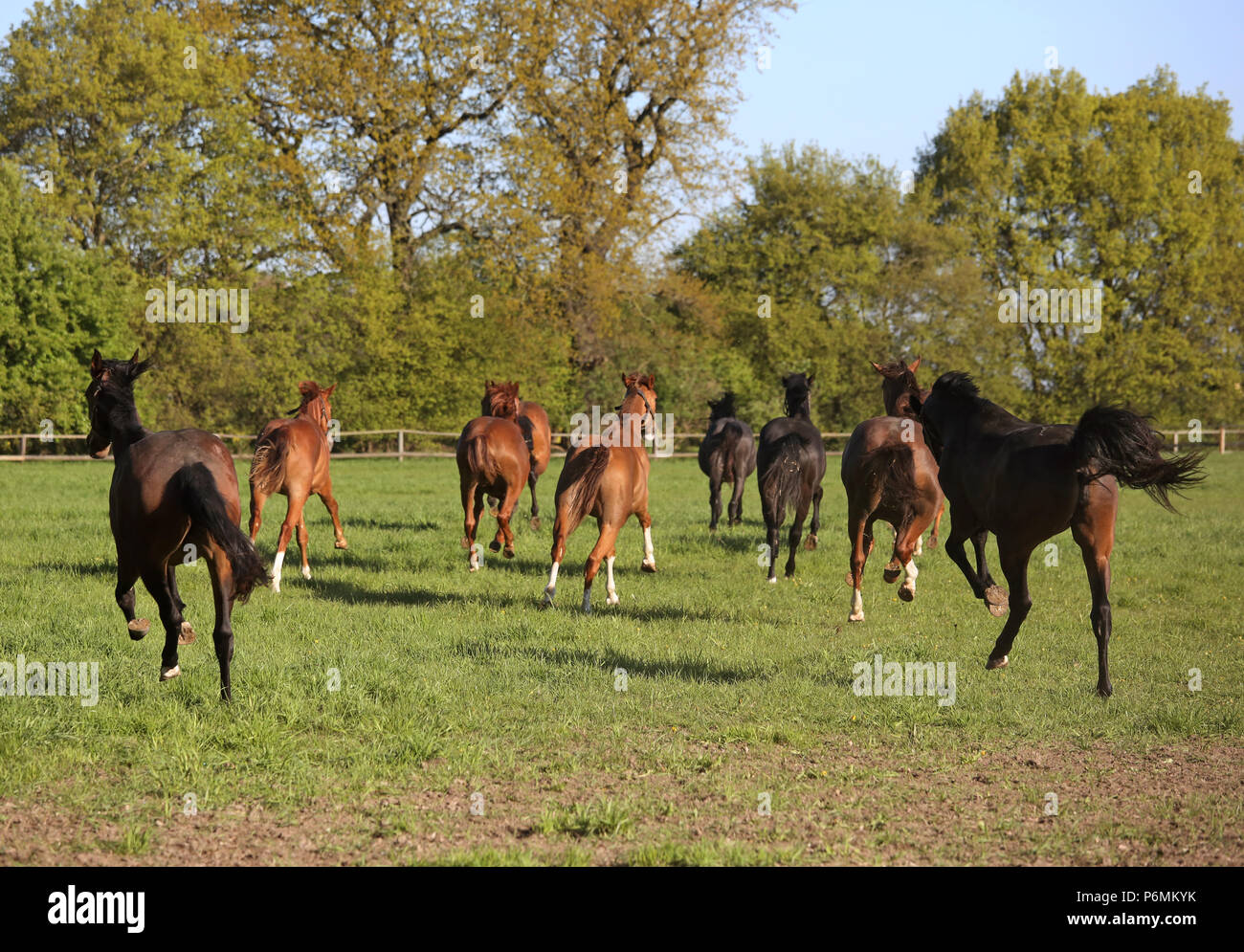 Graditz chiodati, cavalli al galoppo su un paddock Foto Stock