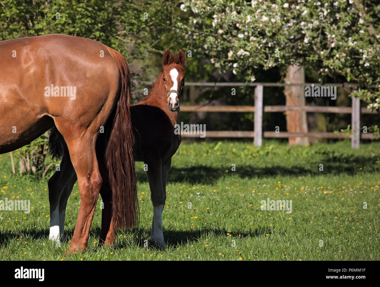 Graditz chiodati, puledro nasconde nel paddock dietro sua madre Foto Stock