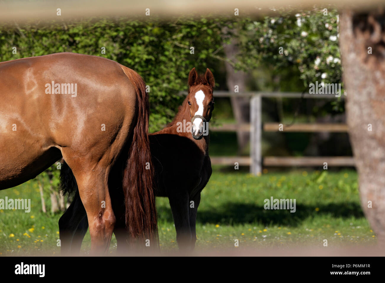 Graditz chiodati, puledro nasconde nel paddock dietro sua madre Foto Stock