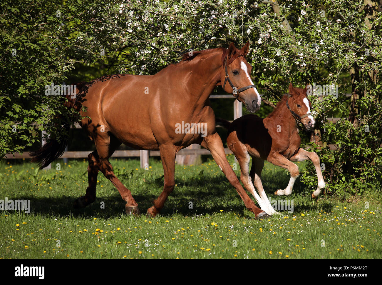 Studiato Graditz, il mare e il puledro in movimento su un paddock Foto Stock