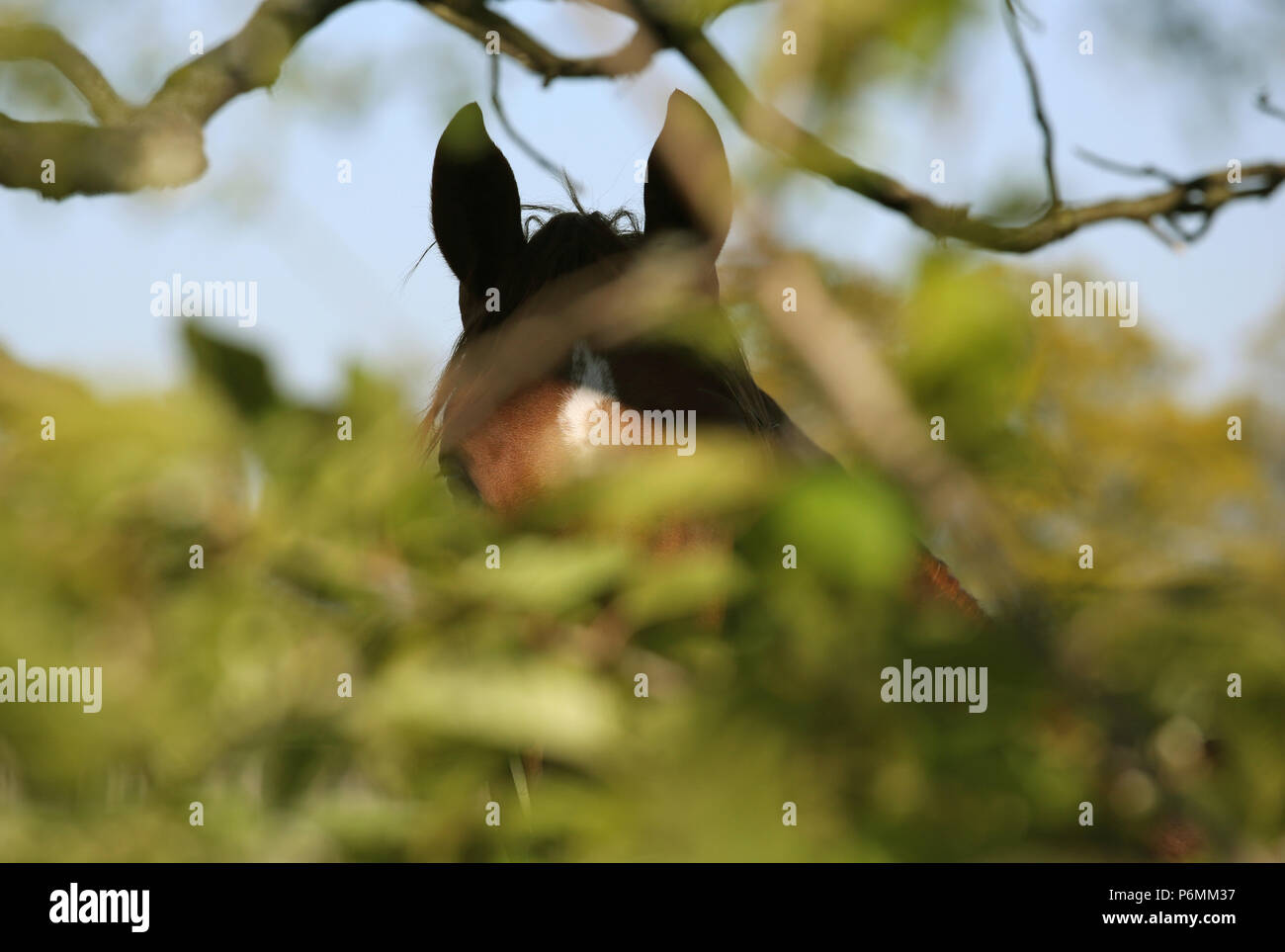 Gestegete Graditz, cavallo è quasi nascosta da foglie Foto Stock