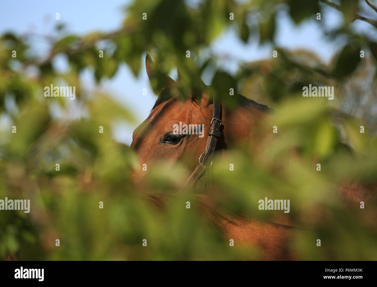 Gestegete Graditz, zona degli occhi di   un cavallo dietro le foglie Foto Stock