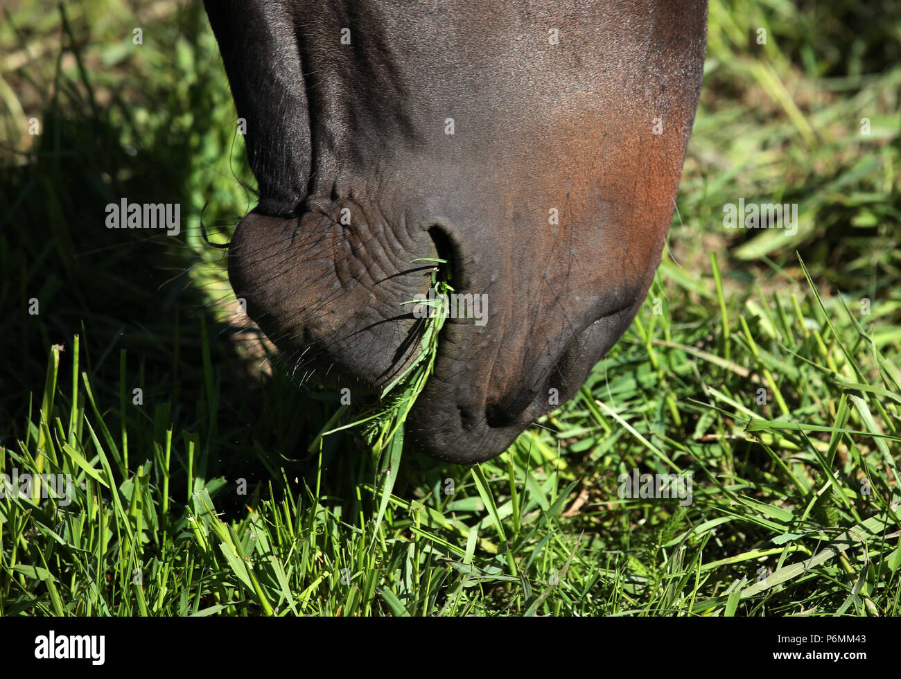 Graditz chiodati, close-up, cavallo mangia l'erba Foto Stock