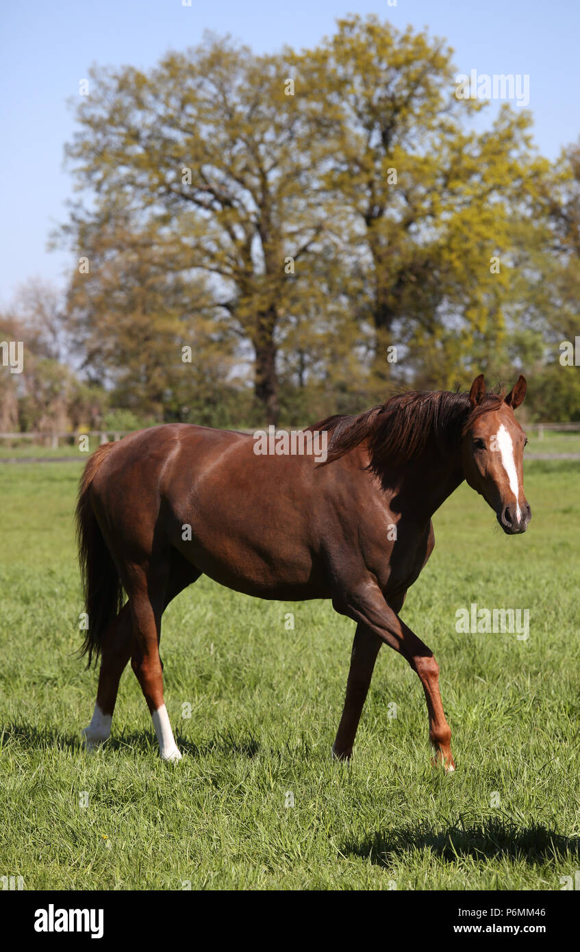 Graditz chiodati, cavallo in fase su un pascolo Foto Stock