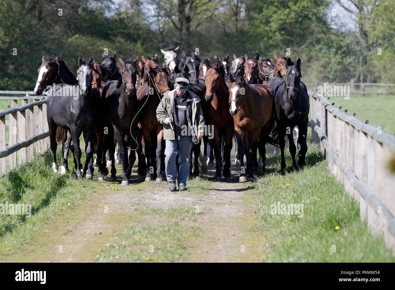 Gestegete Graditz, cavalli eseguire gentilmente dietro a un host di cavalli al pascolo Foto Stock