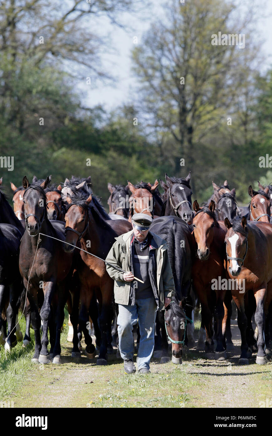 Gestegete Graditz, cavalli eseguire gentilmente dietro a un host di cavalli al pascolo Foto Stock