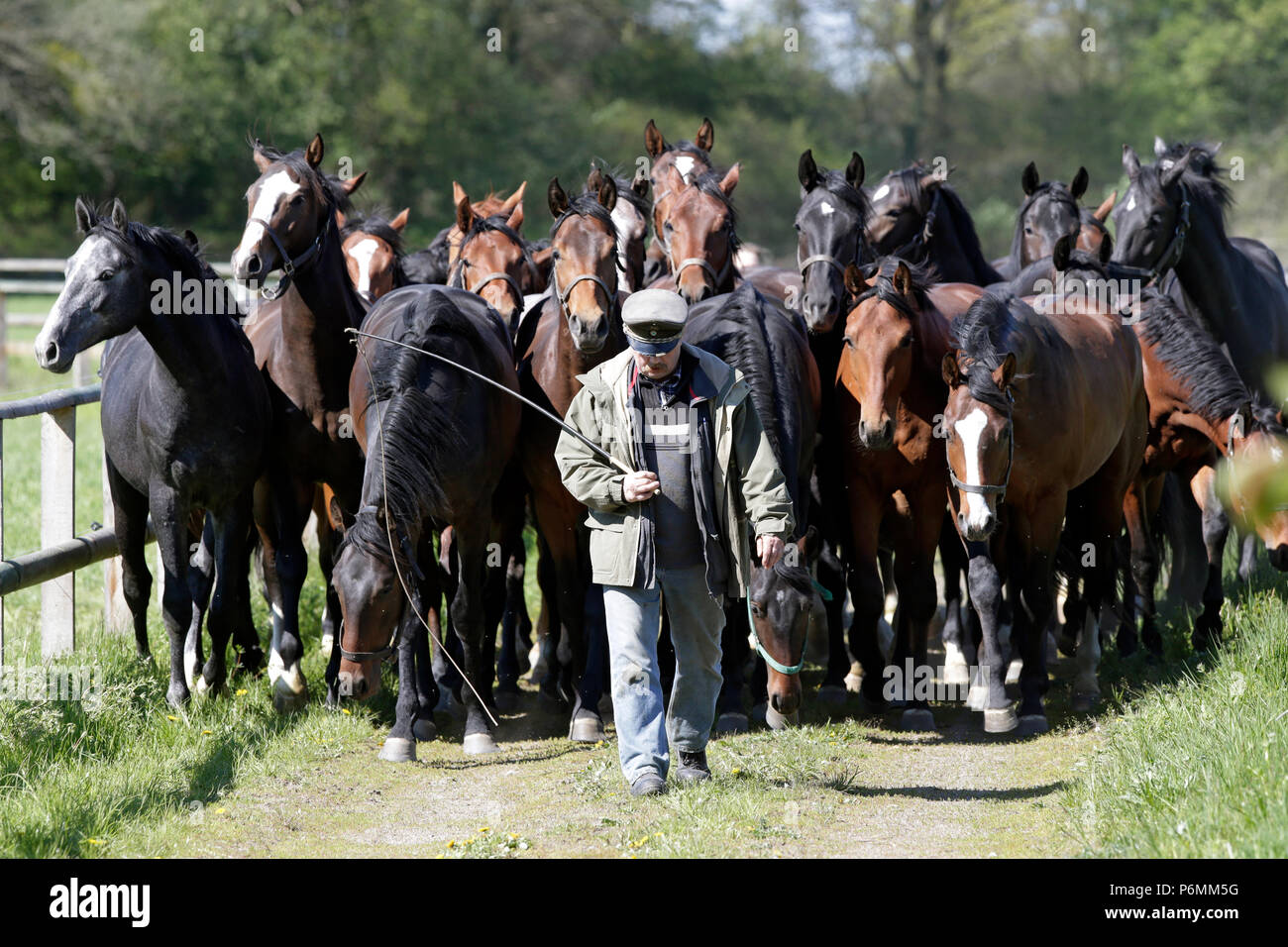 Gestegete Graditz, cavalli eseguire gentilmente dietro a un host di cavalli al pascolo Foto Stock