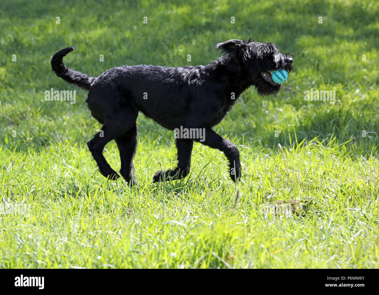 Graditz, Germania - Riesenschnauzer recupera una sfera Foto Stock