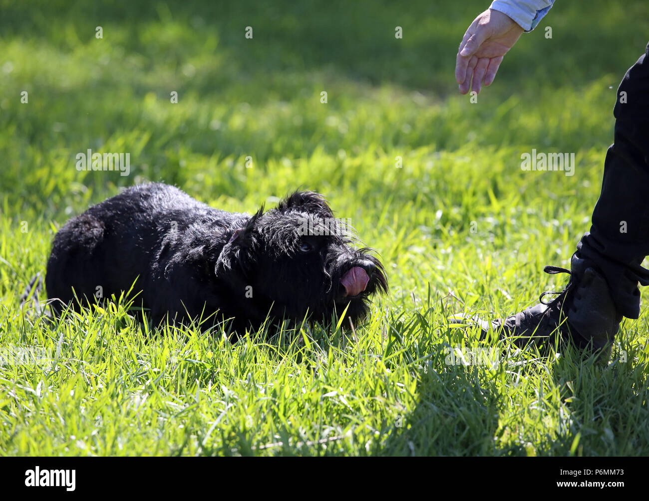 Graditz, Germania - Riesenschnauzer anatre una mano nel profondo dell'erba Foto Stock