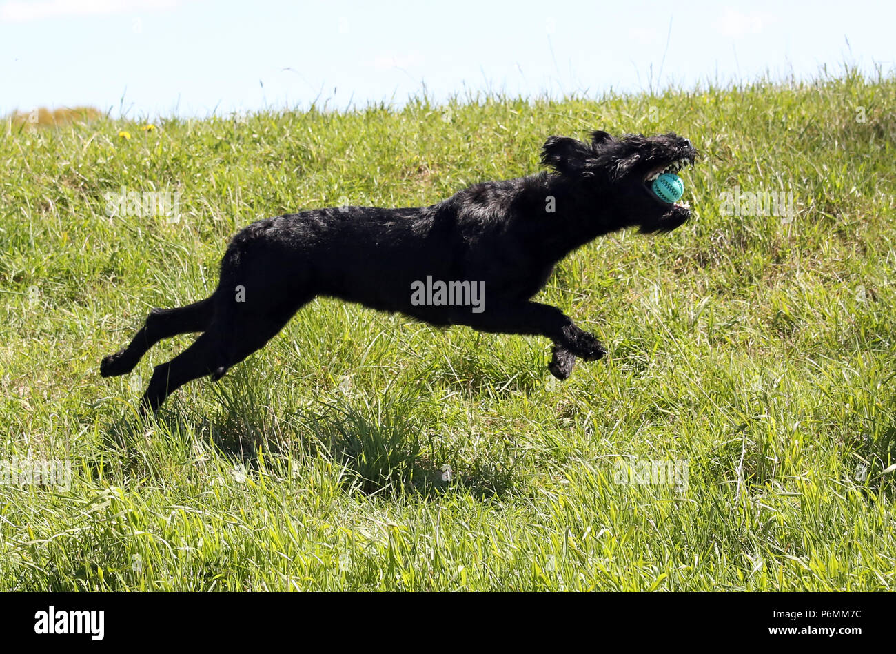 Graditz, Germania - Riesenschnauzer catture una sfera Foto Stock