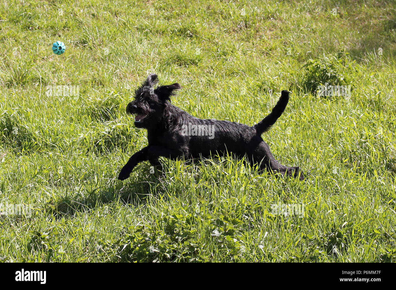 Graditz, Germania - Riesenschnauzer corre dopo una sfera Foto Stock