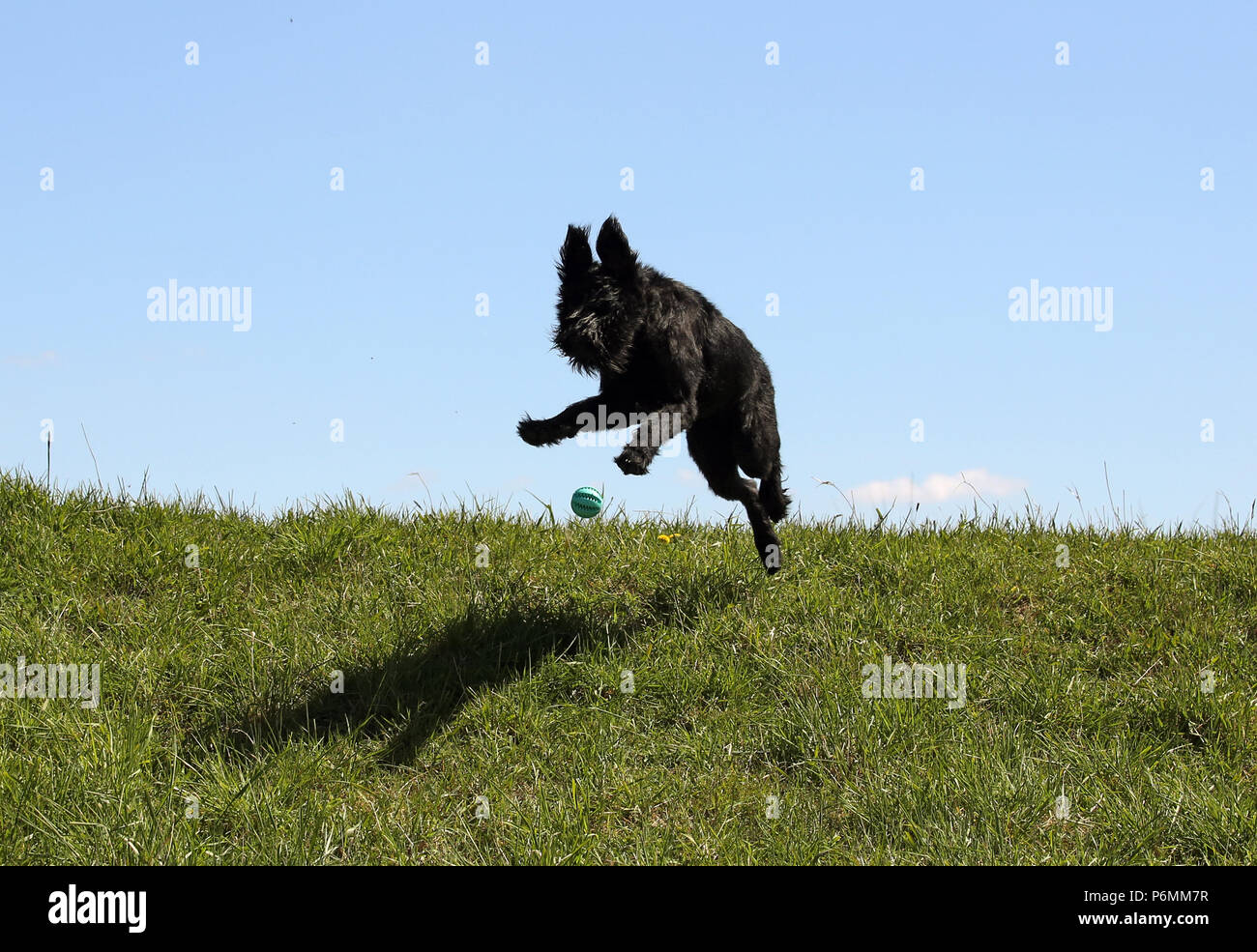 Graditz, Germania - Riesenschnauzer è a seguito di una sfera Foto Stock