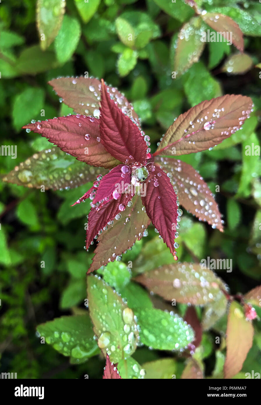 Berlino, foglie con gocce di rugiada Foto Stock