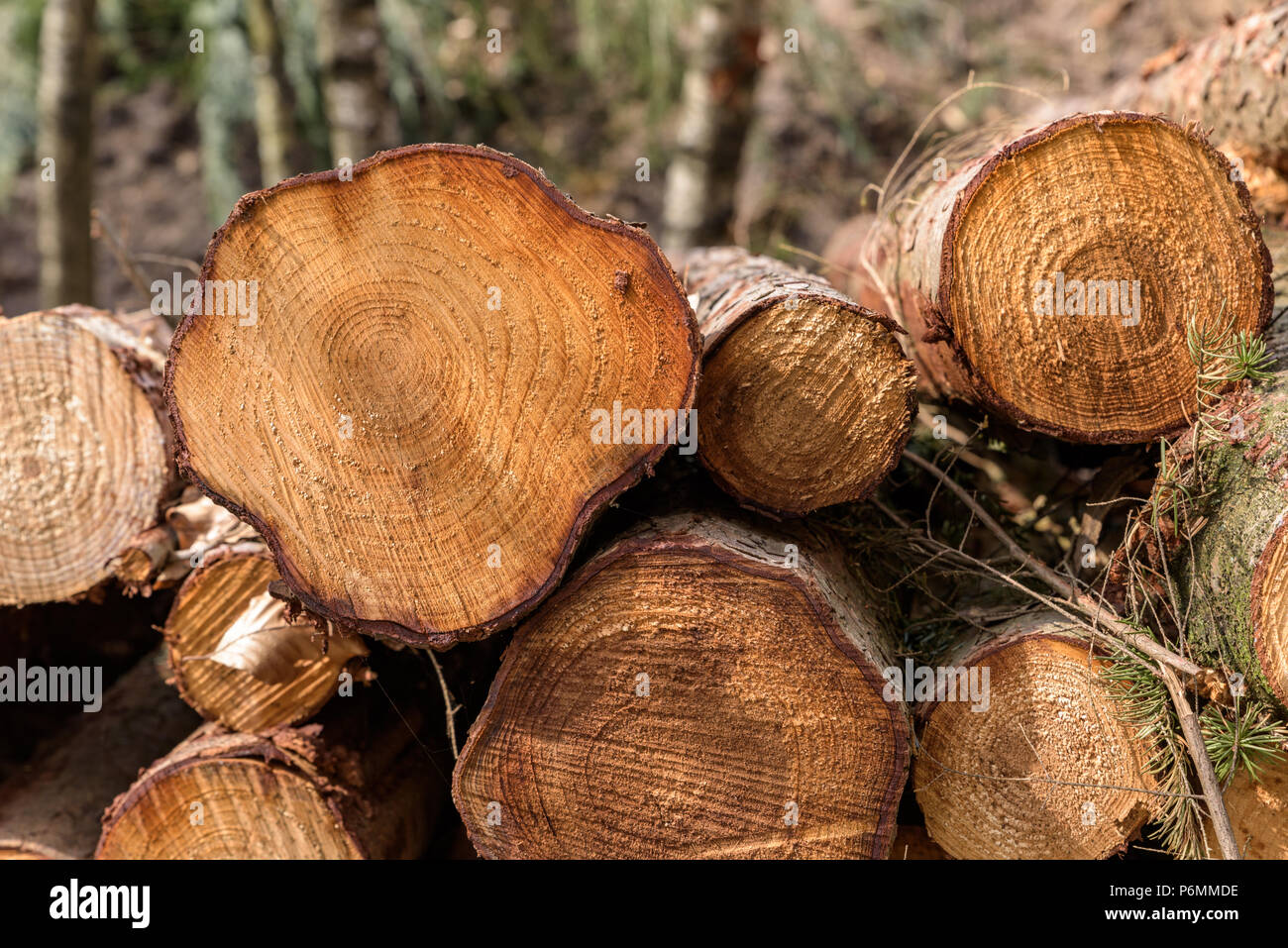 Un mucchio di abbattuto tronchi di alberi in una foresta con alberi in background. Foto Stock