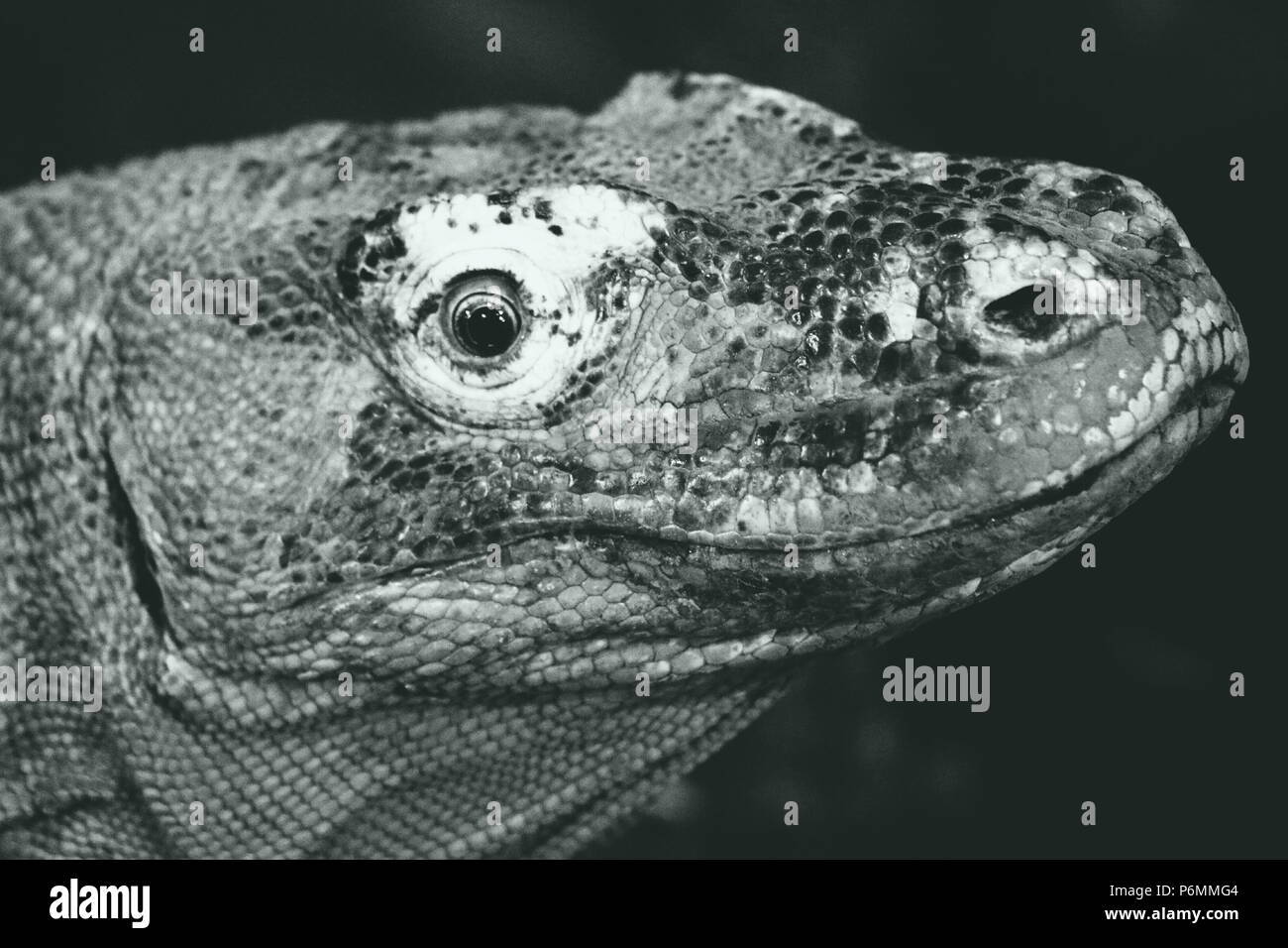 Drago di Komodo - Varanus komodoensis Foto Stock