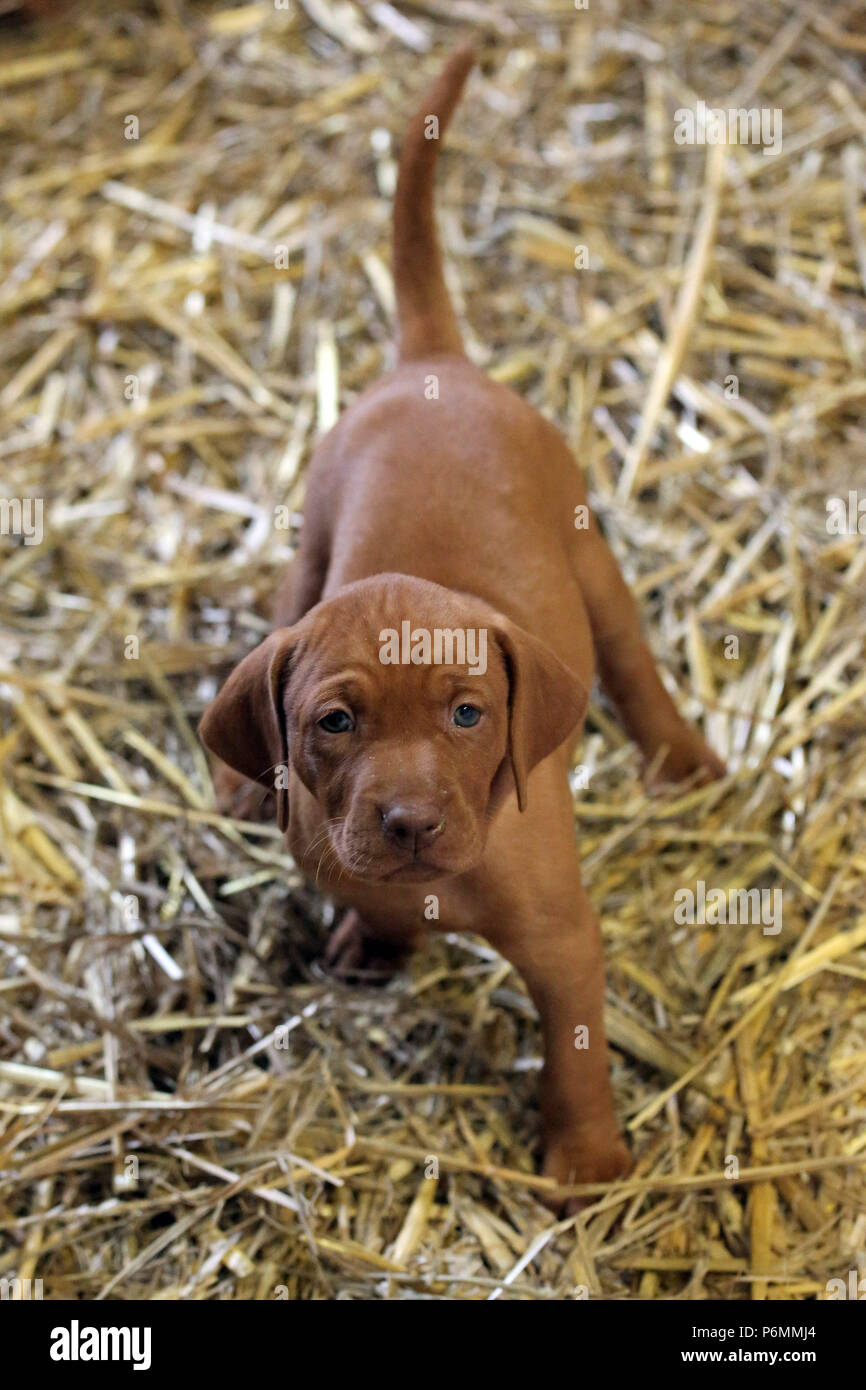 Neuenhagen, Germania, Magyar Vizsla Hundewelpe guarda con attenzione al visualizzatore Foto Stock