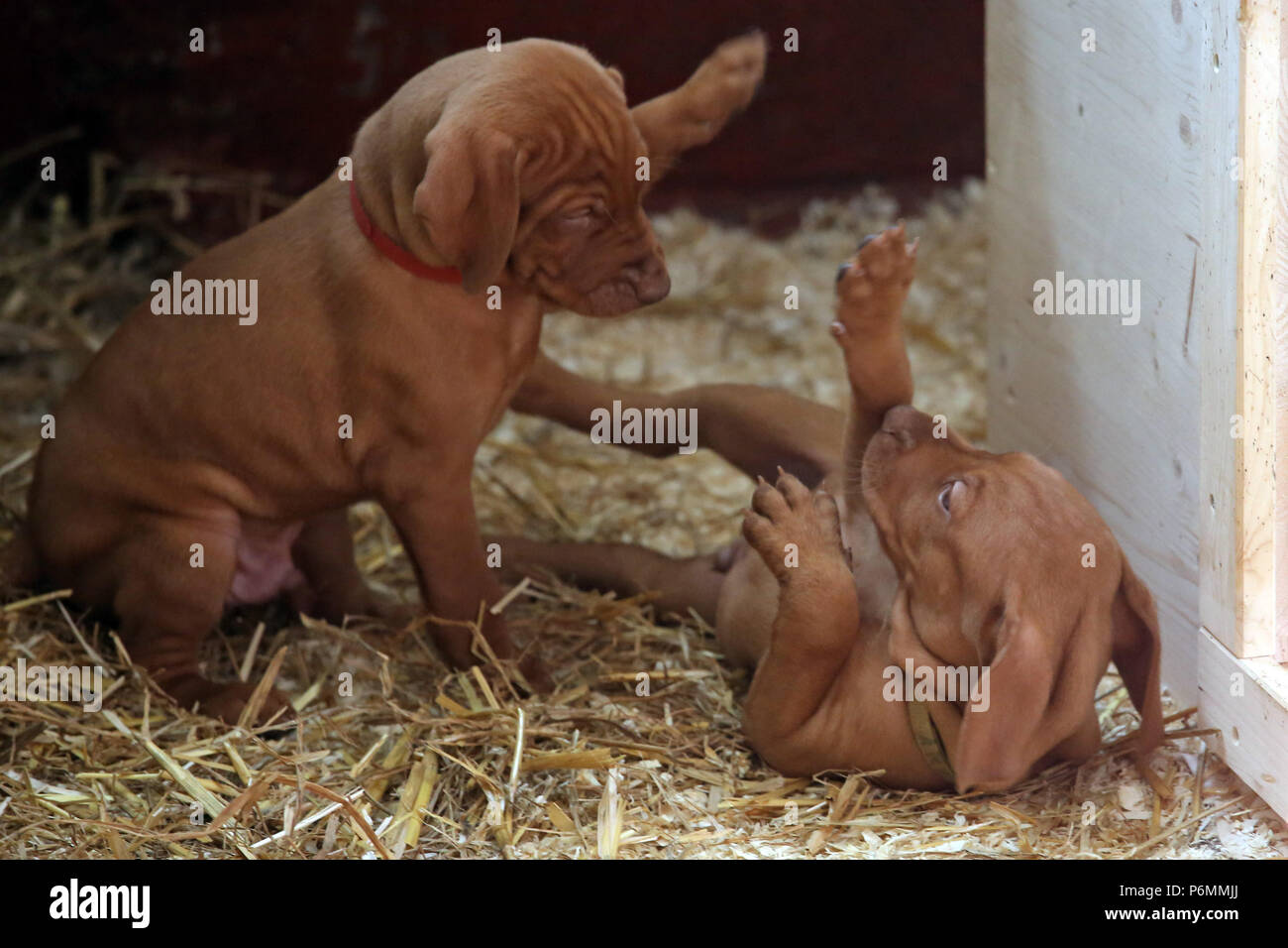 Neuenhagen, Germania, Magyar Vizsla cuccioli di cane giocare insieme Foto Stock