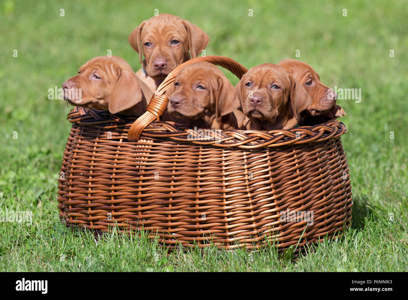 Neuenhagen, Germania, Magyar Vizsla cuccioli di cane sono seduti in un cestello di tiglio Foto Stock