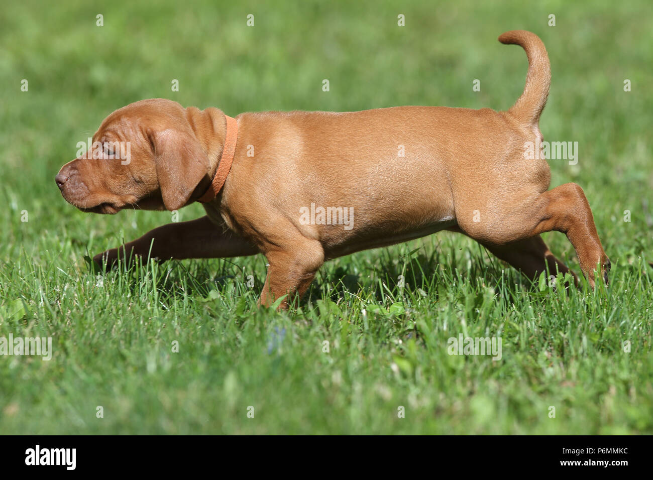 Neuenhagen, Germania, Magyar Vizsla cucciolo di cane in movimento Foto Stock