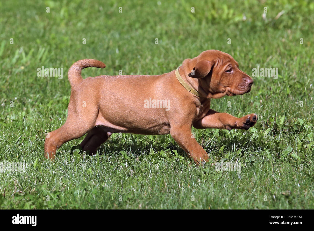 Neuenhagen, Germania, Magyar Vizsla cucciolo di cane in movimento Foto Stock