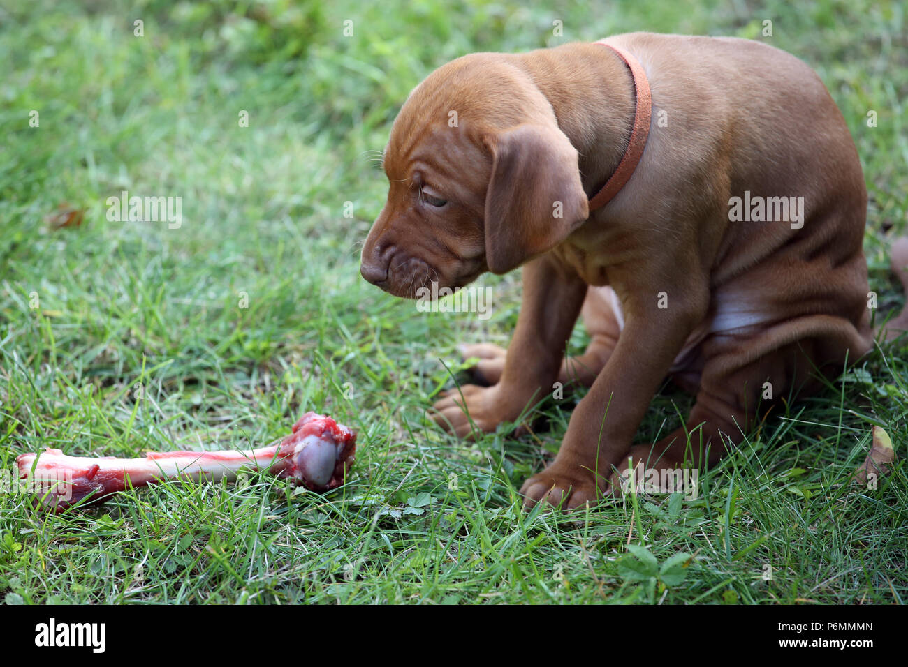 Neuenhagen, Germania, Magyar Vizsla cane cucciolo è seduto davanti a un osso Foto Stock