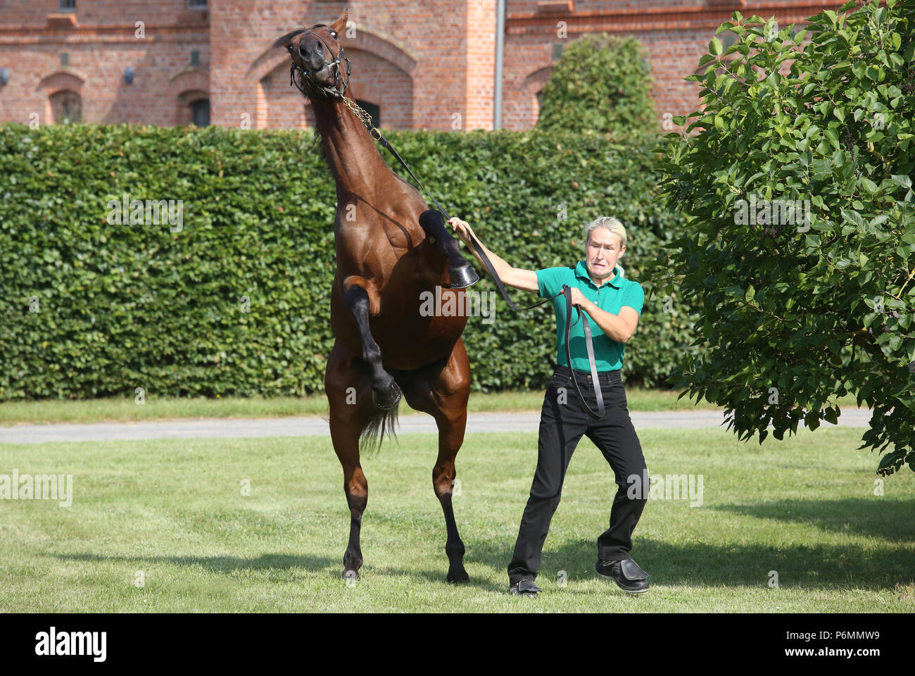 Schuenow, cavallo sorge quando principali Foto Stock