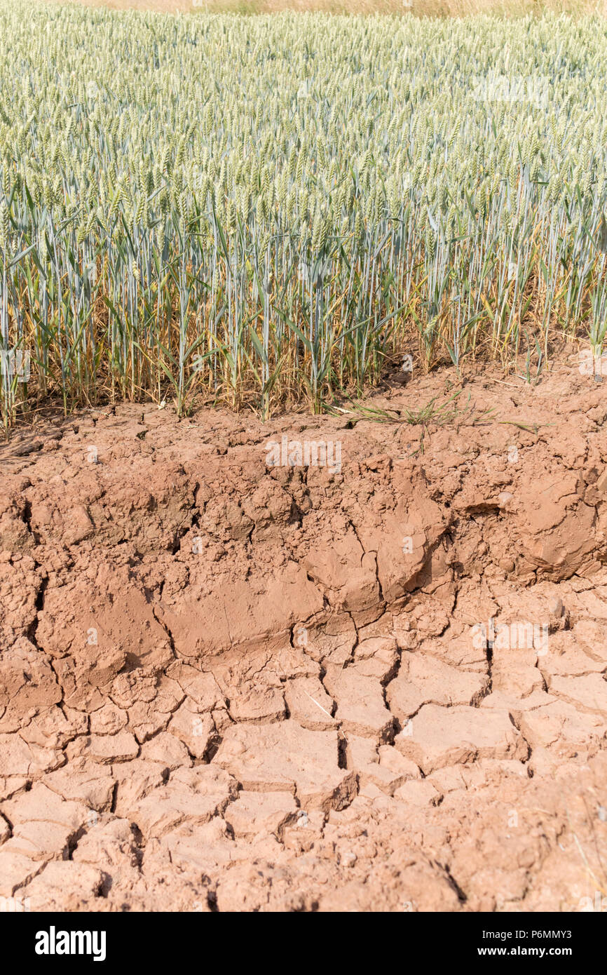 Luglio 2018 siccità estiva in un campo di grano, England, Regno Unito Foto Stock