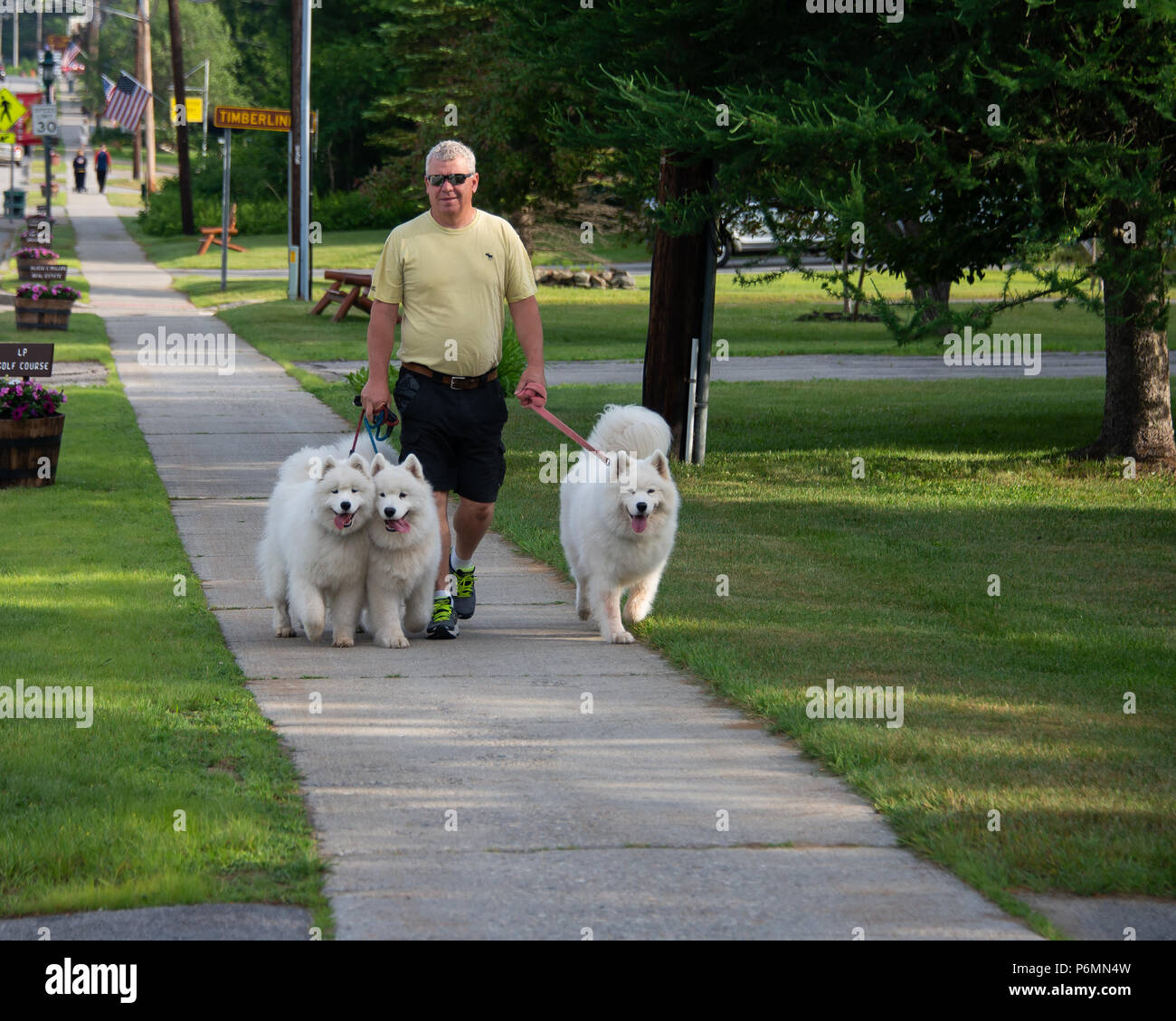 Uomo che cammina tre cani Samoiedo sul marciapiede in speculatore, NY USA Foto Stock