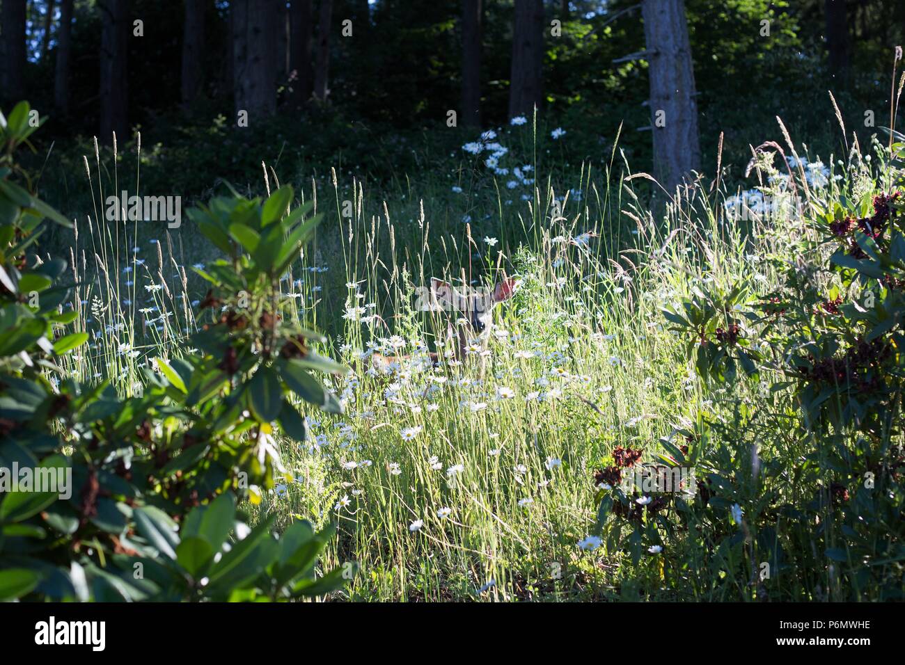 Un cervo femmina in appoggio e nascosti in alti fiori selvatici e piante infestanti in un prato accanto a una foresta di Eugene, Oregon, Stati Uniti d'America. Foto Stock