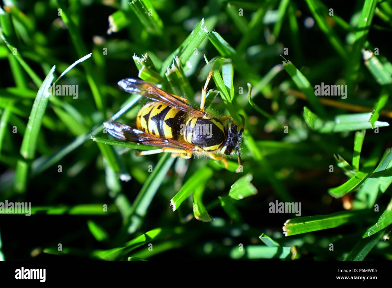 Wasp o Hornet, insetti dell'ordine imenotteri e sottordine Apocrita che non è né un'ape né una formica. Primo piano della grande wasp, pericolose, Striped fly Foto Stock