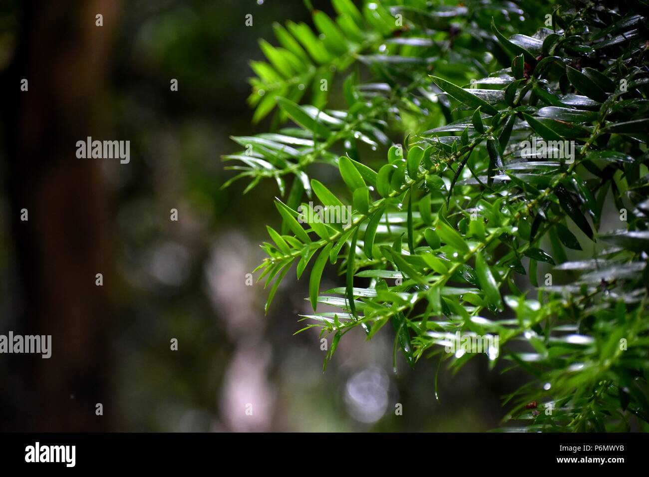 La scalata di salire Foto Stock