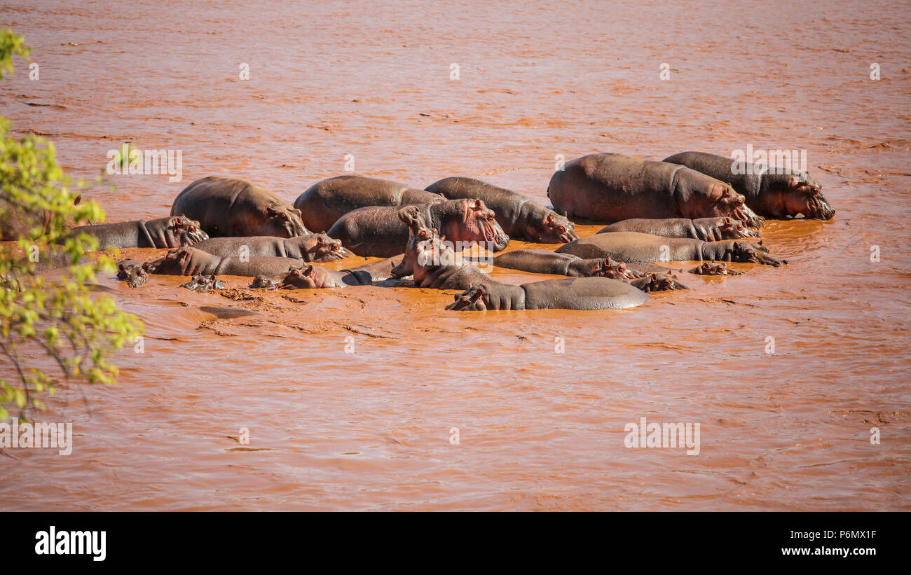 Gruppo di Ippona (Hippopotamus amphibius) la balneazione in rosso fiume di Galana, uno di loro sbadigli. Parco nazionale orientale di tsavo, Kenya Foto Stock