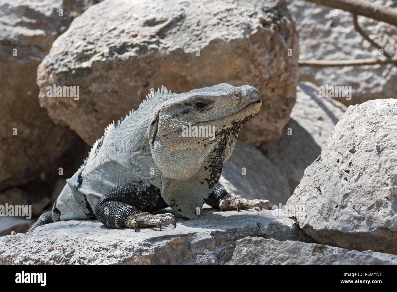 Nero spinosa, Iguana iguana nero o nero ctenosaur nelle rovine della ex città maya di Uxmal, Messico Foto Stock