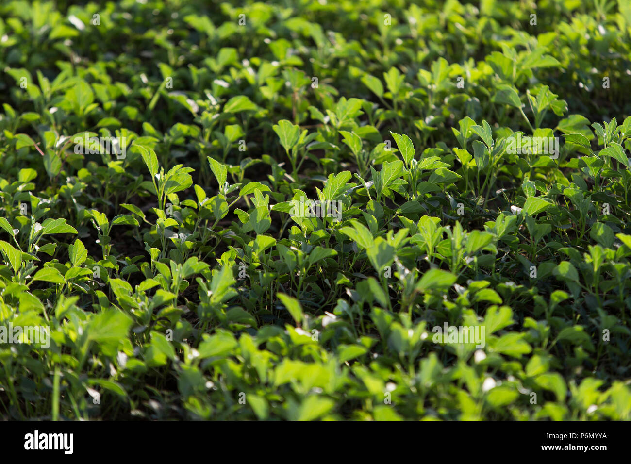 Campo vegetale in Karsome, Togo. Foto Stock