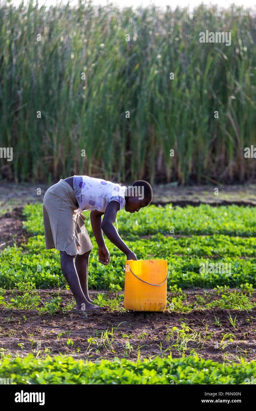 Giardinaggio di vegetale in Karsome, Togo. Foto Stock