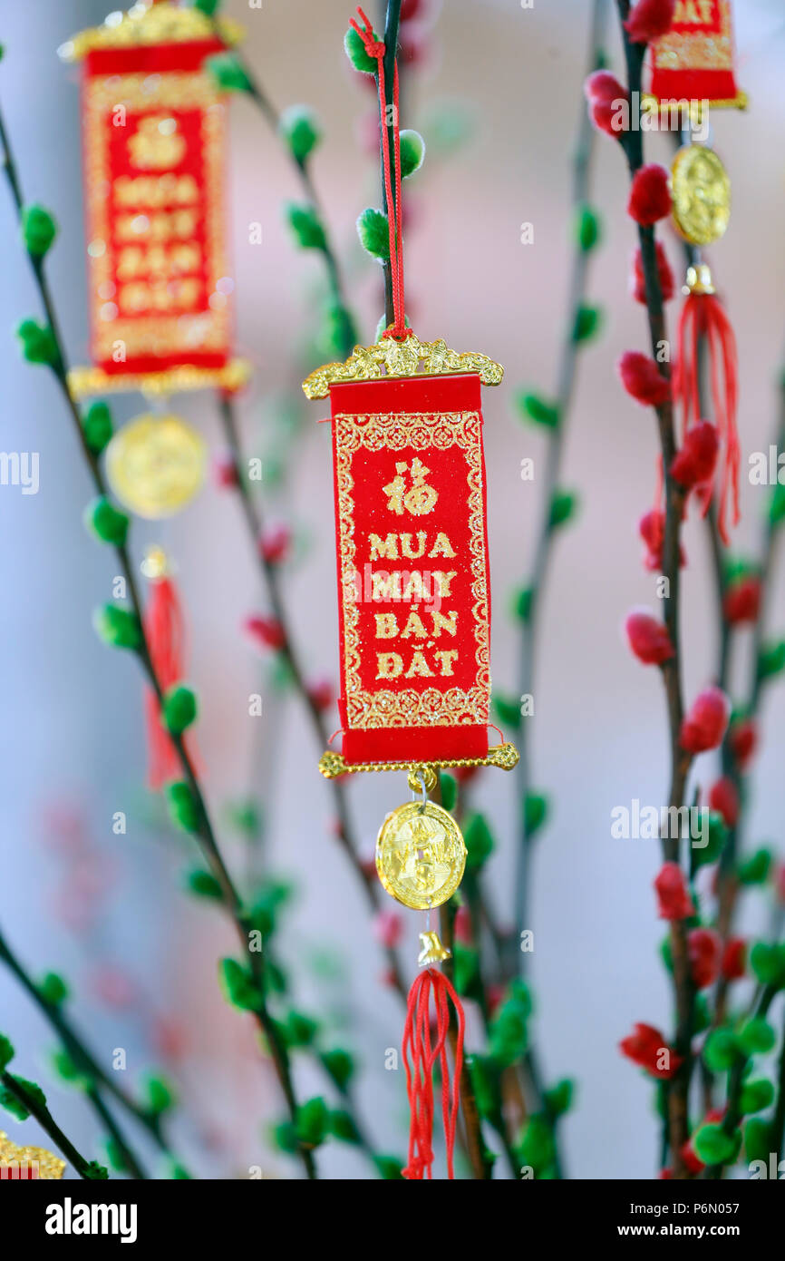 Anno Nuovo Cinese tree. Colore rosso è un simbolo di buona fortuna. In Cai be. Il Vietnam. Foto Stock