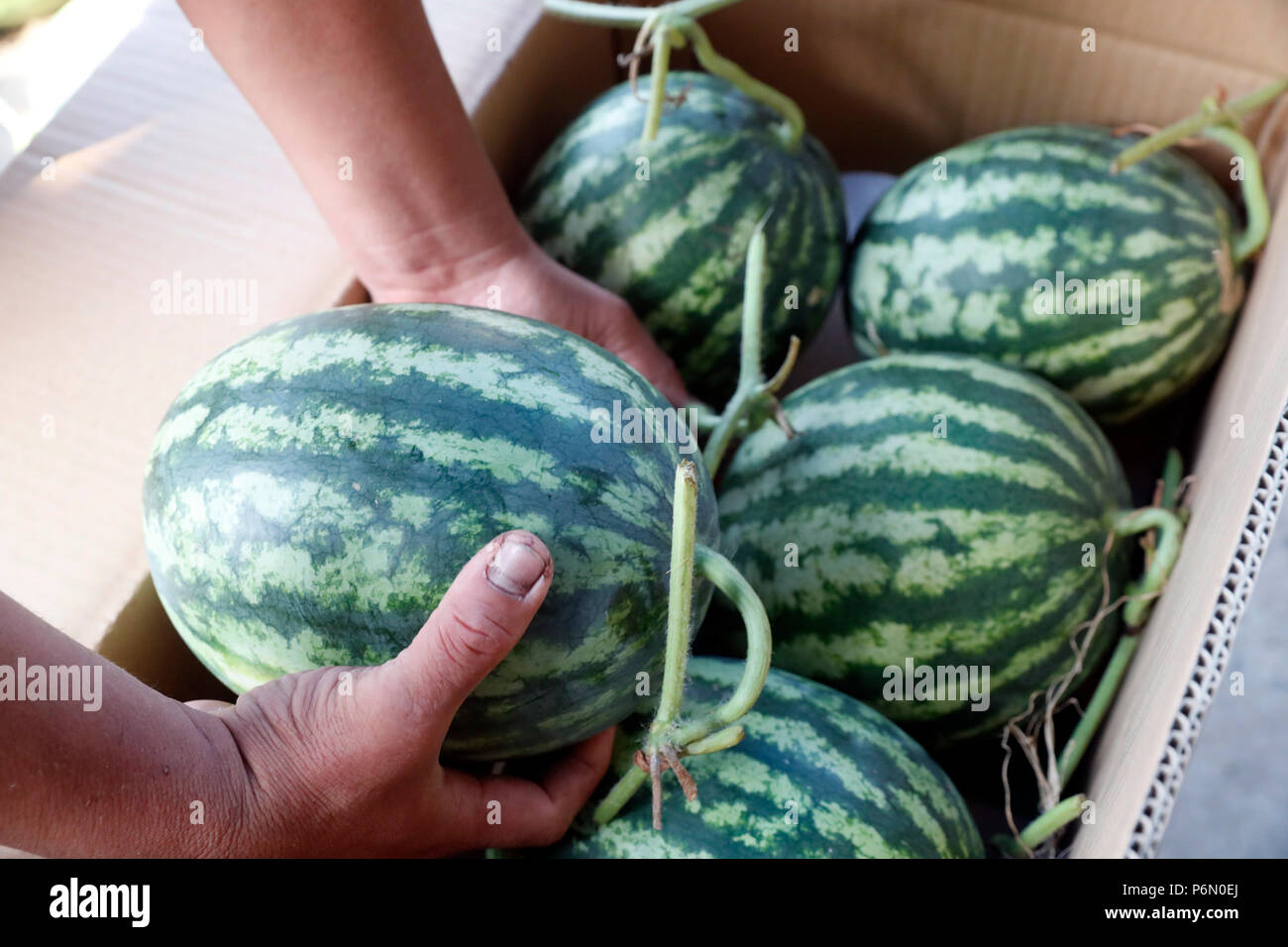 Mercato galleggiante lungo il fiume Mekong. I cocomeri. In Cai Be. Il Vietnam. Foto Stock