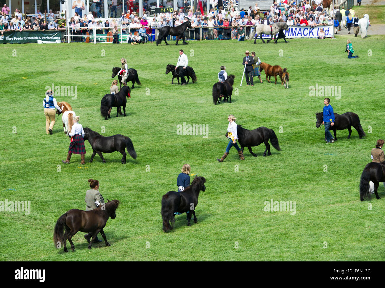 RHS 2018: cavalli sul display durante il Grand Parade presso il Royal Highland Show, Inglsiton, Edimburgo. Foto Stock