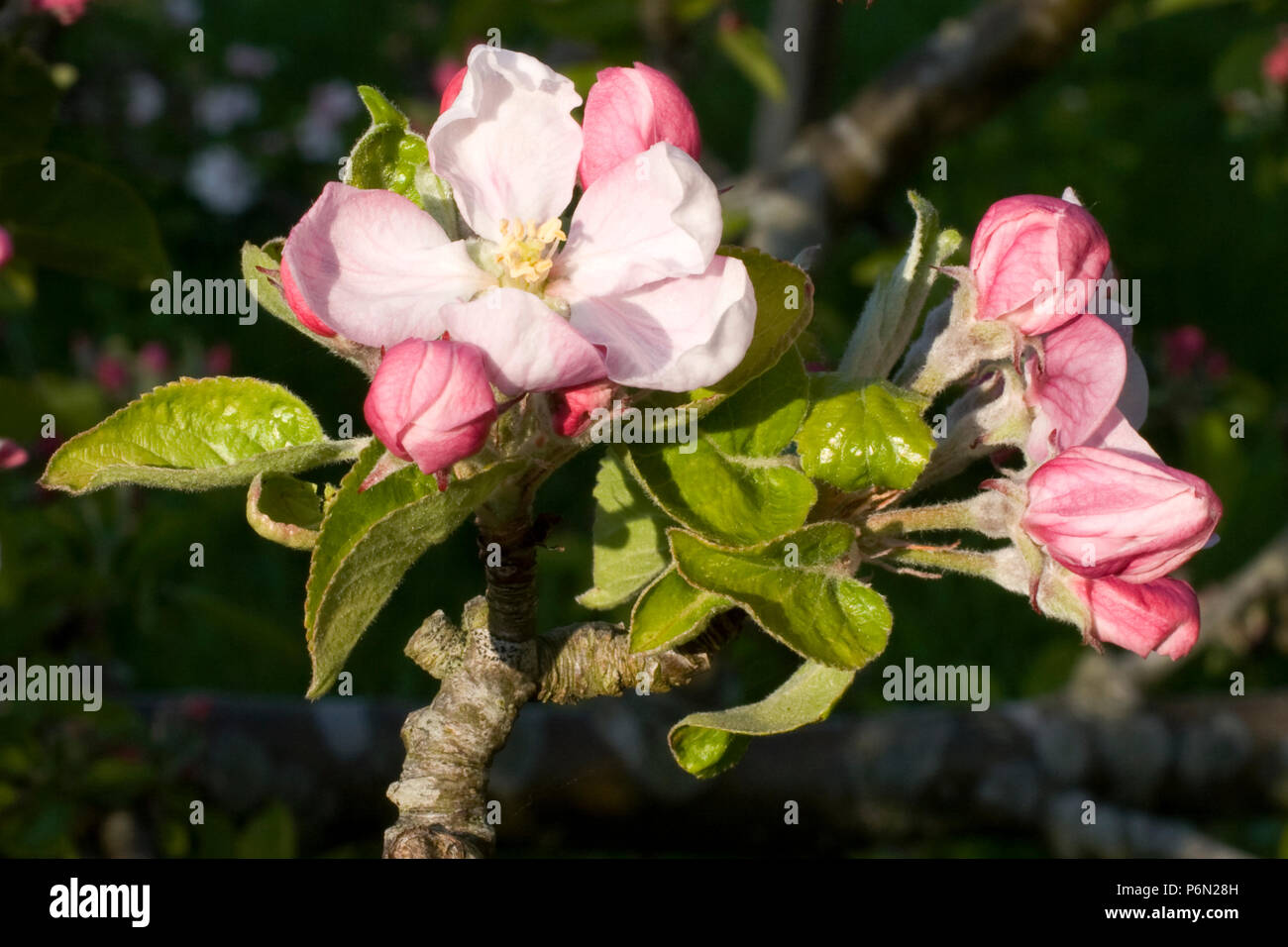 Fiori su un albero di mele (varietà: Red Pippin, aka Fiesta), in un frutteto organico a Bristol. Foto Stock