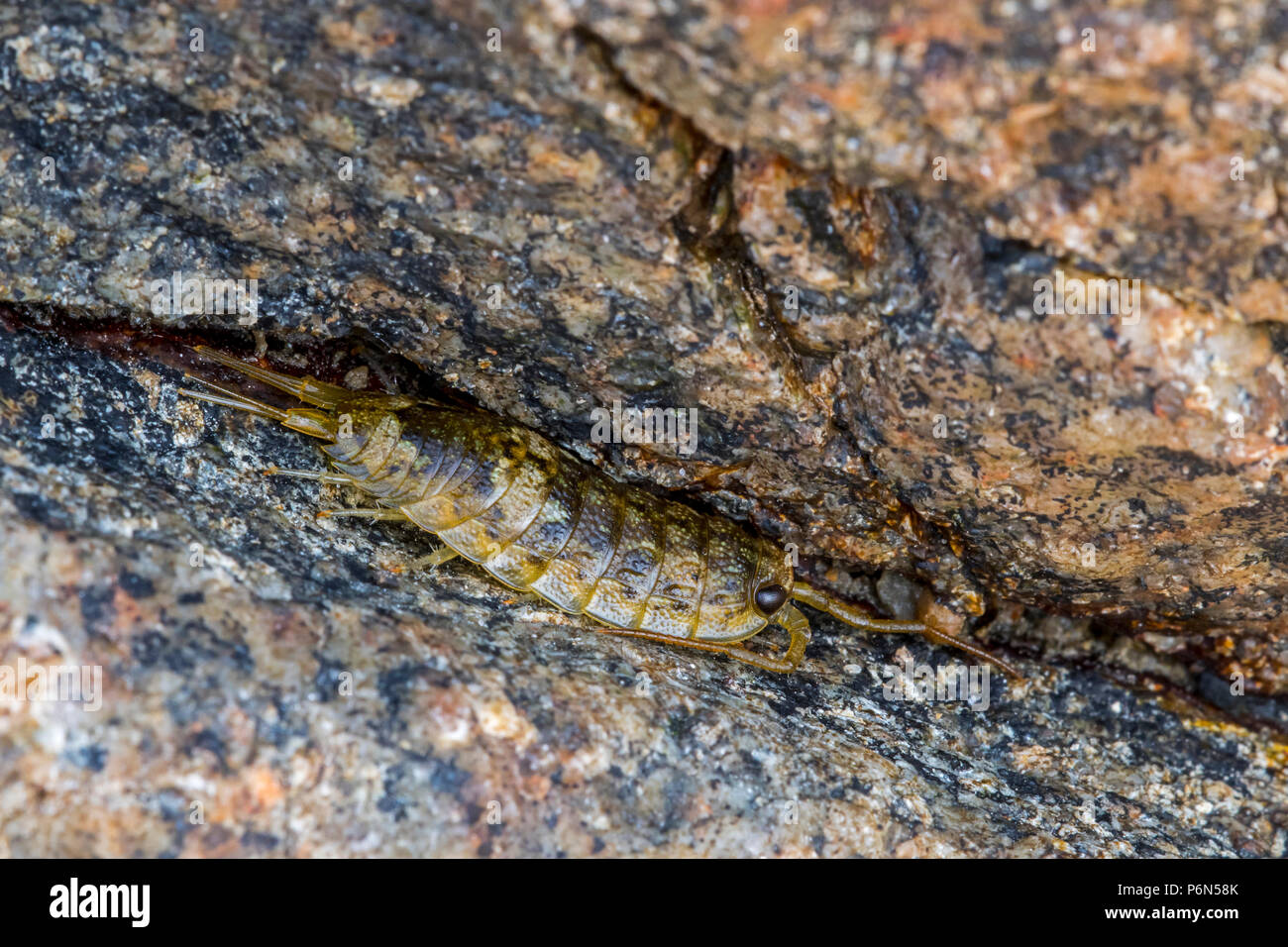 Mare comune slater / mare roach (Ligia oceanica), Obala woodlouse e uno dei più grandi oniscid isopodi in una fessura nella roccia lungo la roccia piscina sulla spiaggia Foto Stock