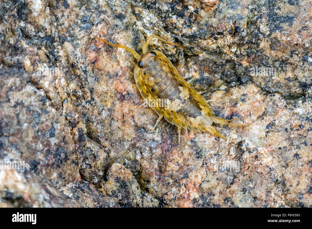 Mare comune slater / mare roach (Ligia oceanica), Obala woodlouse e uno dei più grandi oniscid isopodi su pietra lungo la roccia piscina sulla spiaggia Foto Stock
