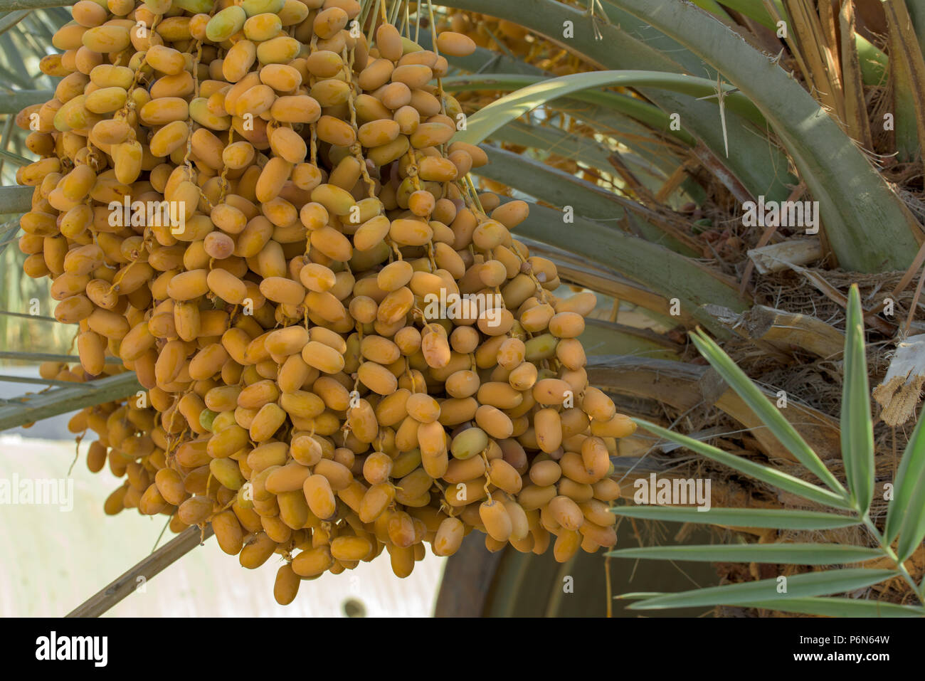 Date immaturo appeso con date di albero in Abu Dhabi, Emirati arabi uniti Foto Stock