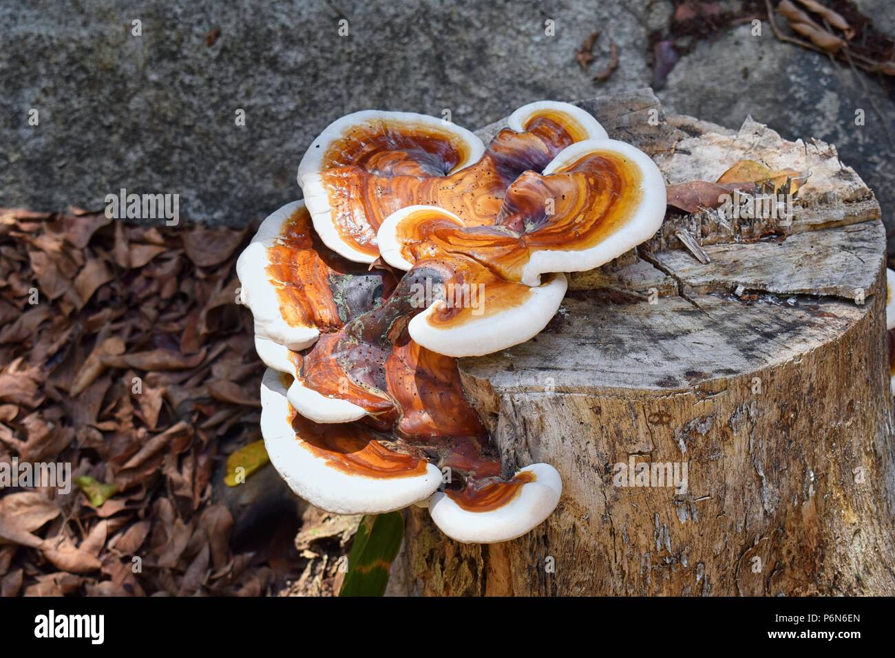 Grande e colorata funghi che crescono sul moncone decadendo in El Eden, Puerto Vallarta sentiero nella giungla in macro, vista dettagliata in Messico. Foto Stock